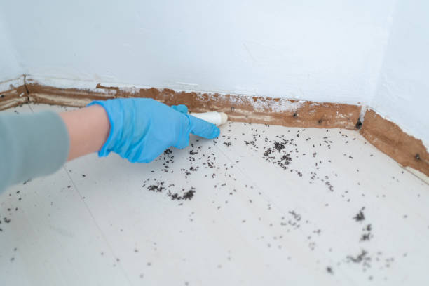 Professional Pest Control in Forked River, NJ